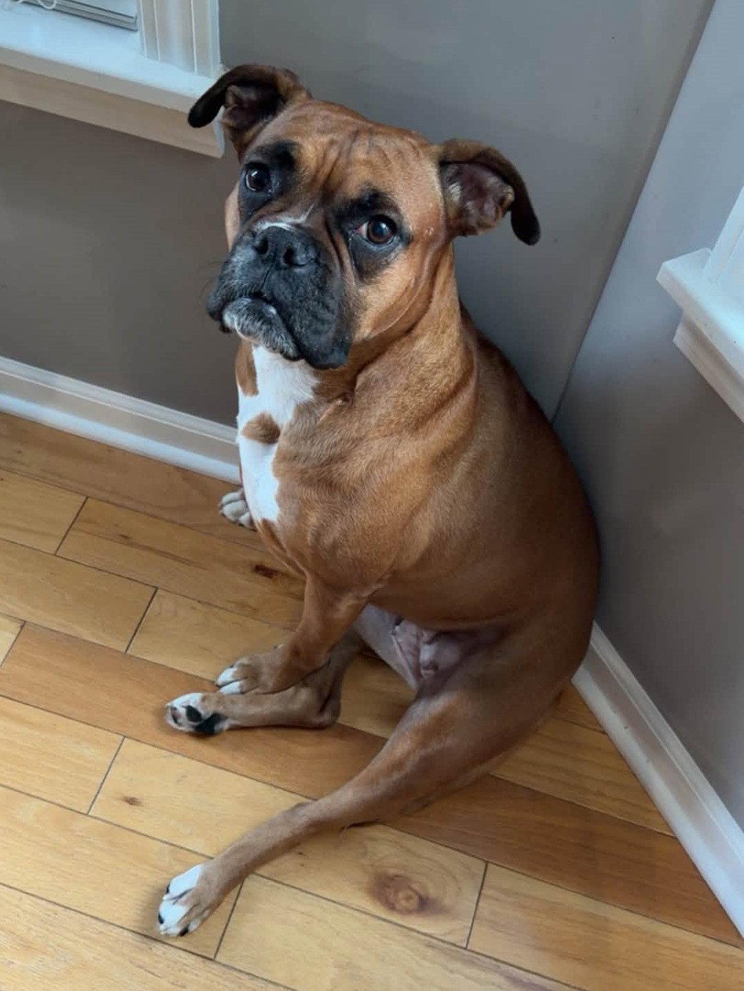 Bailey, Adoptable, Adult Female Boxer.
