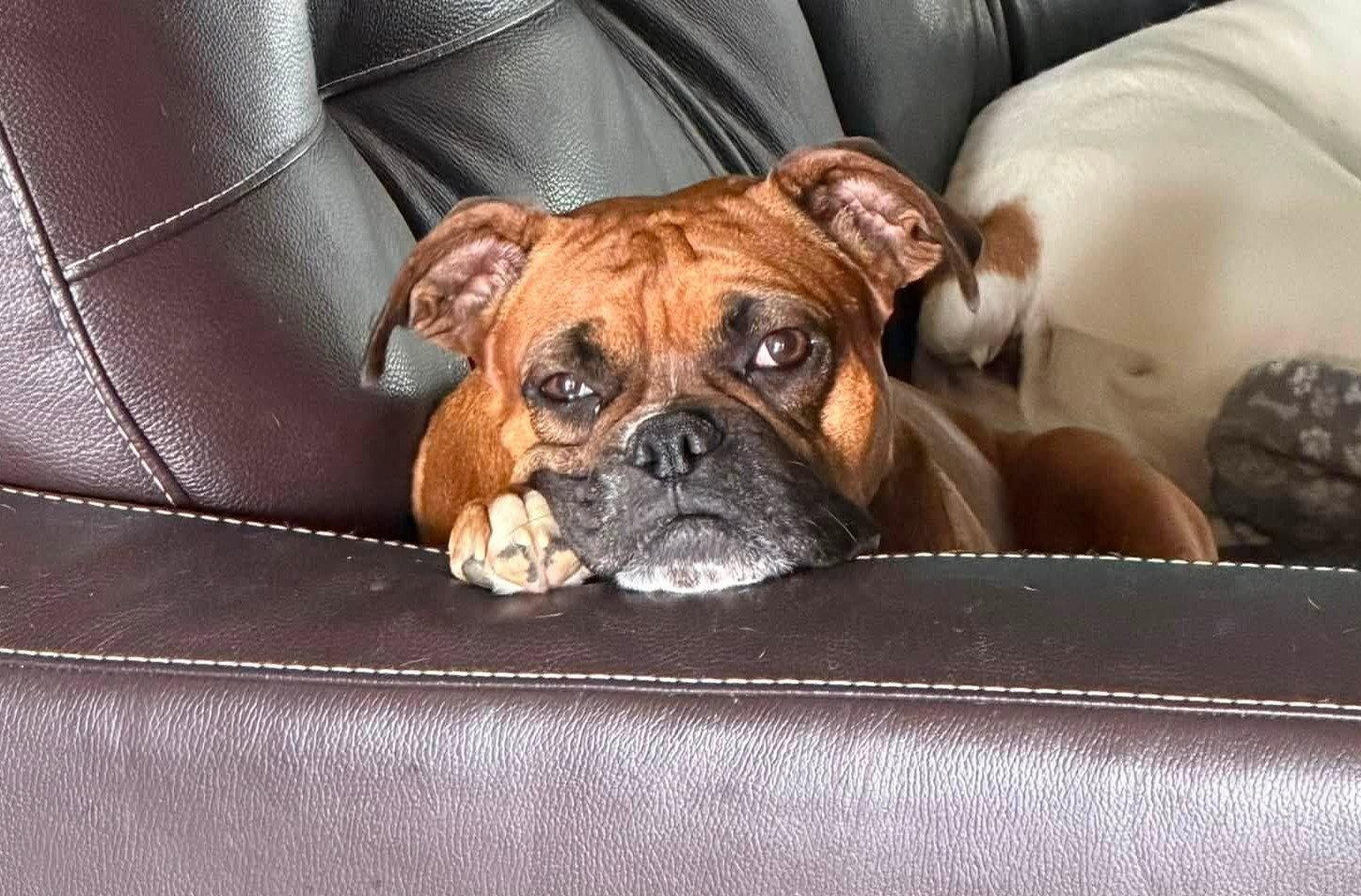 Enlarge Bailey, a Adoptable Boxer in Shakopee, MN image 2/3