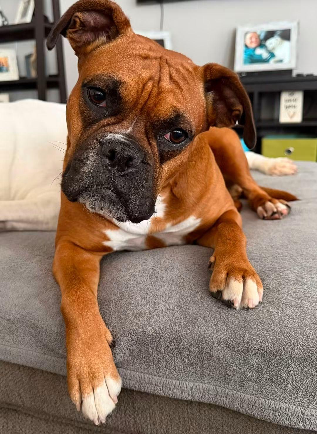 Enlarge Bailey - ADOPTION PENDING!!!, a Adoptable Boxer in Shakopee, MN image 3/3