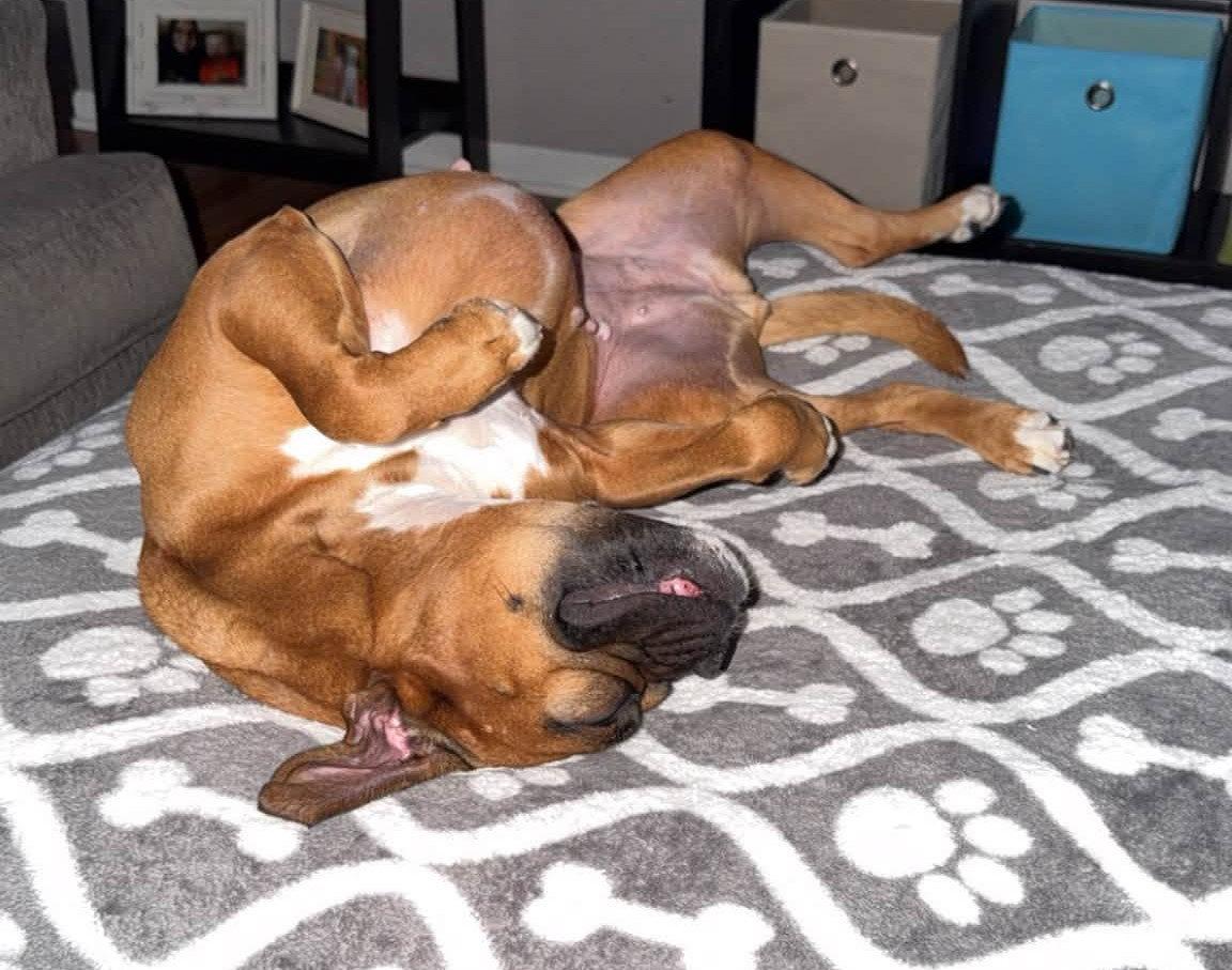 Enlarge Bailey, a Adoptable Boxer in Shakopee, MN image 3/3