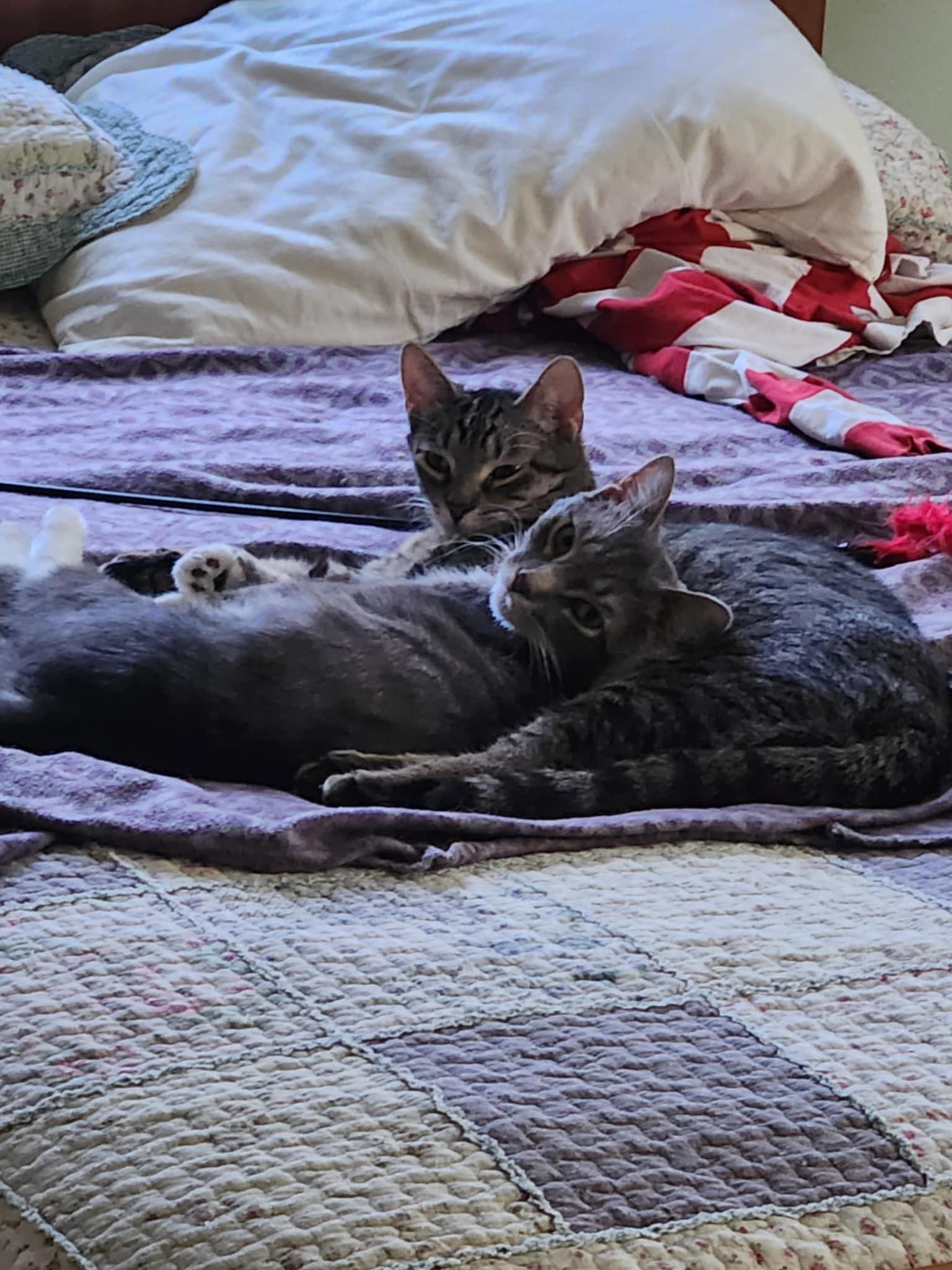 Enlarge Peanut (bonded with Pee Wee), a Adoptable Domestic Short Hair in Madison , WI image 6/6
