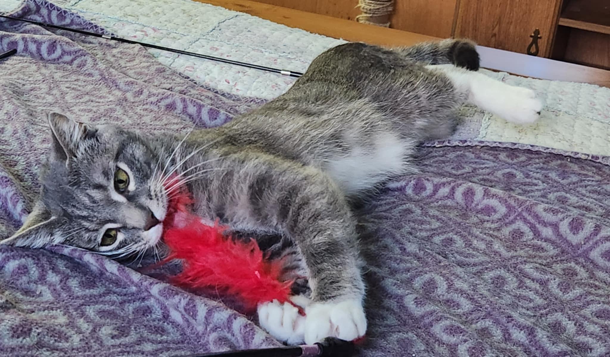 Enlarge Peanut (bonded with Pee Wee), a Adoptable Domestic Short Hair in Madison , WI image 4/6