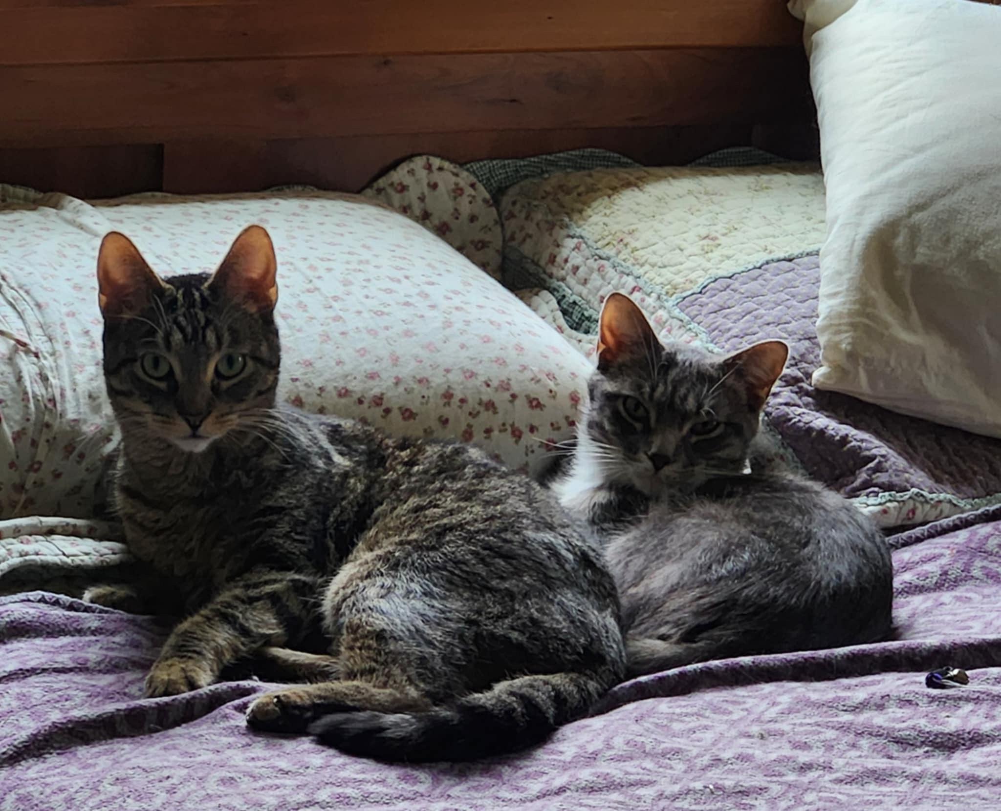 Enlarge Peanut (bonded with Pee Wee), a Adoptable Domestic Short Hair in Madison , WI image 5/6