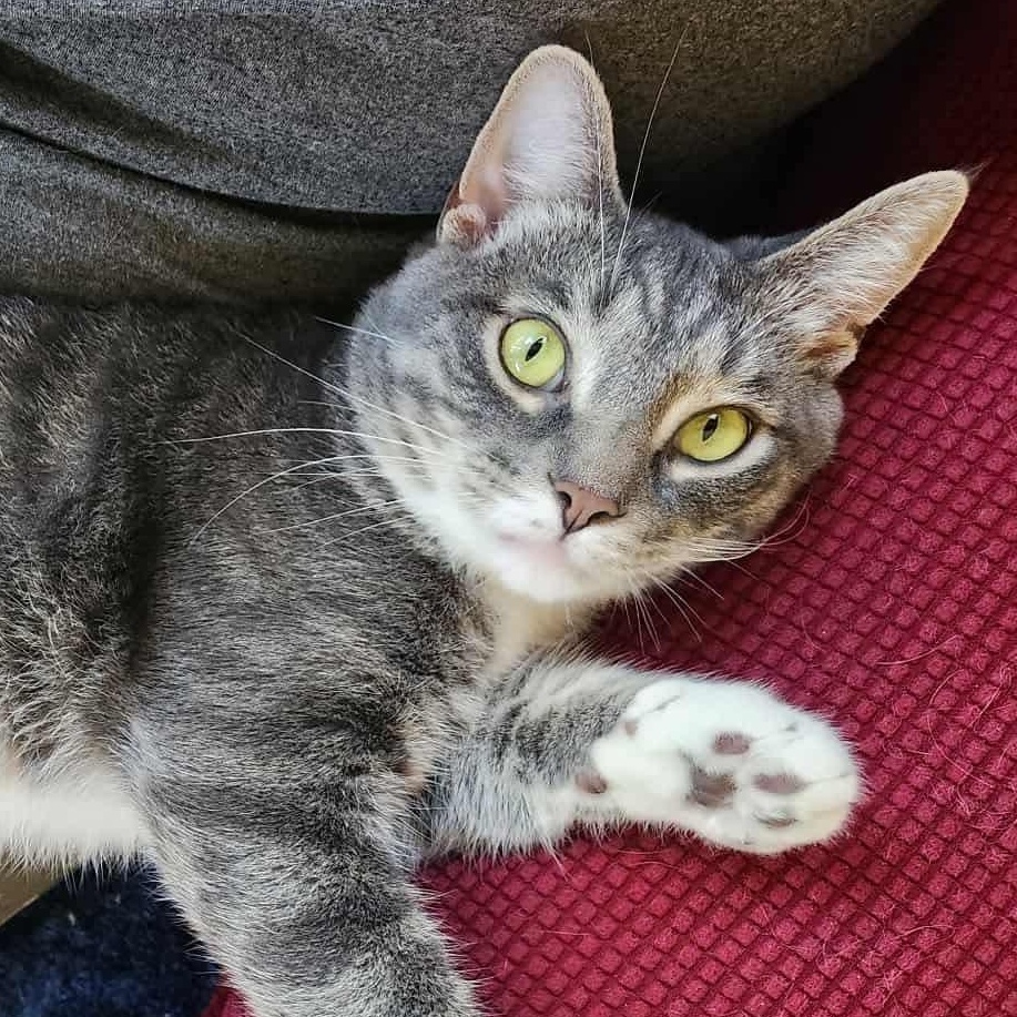 Enlarge Peanut (bonded with Pee Wee), a Adoptable Domestic Short Hair in Madison , WI image 2/6