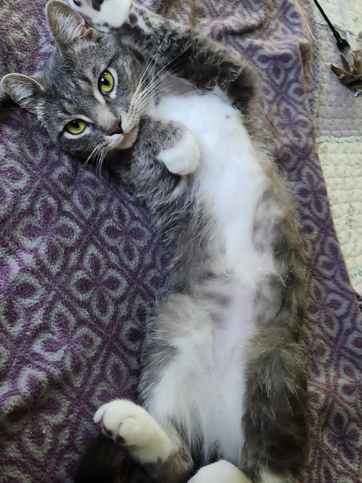 Enlarge Peanut (bonded with Pee Wee), a Adoptable Domestic Short Hair in Madison , WI image 3/6