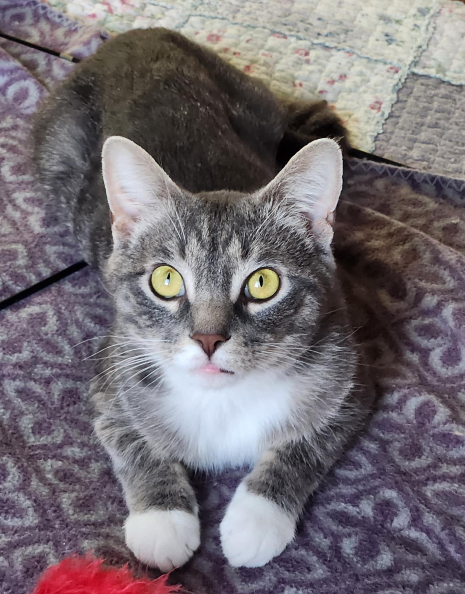 Peanut (bonded with Pee Wee), Adoptable, Young Male Domestic Short Hair.