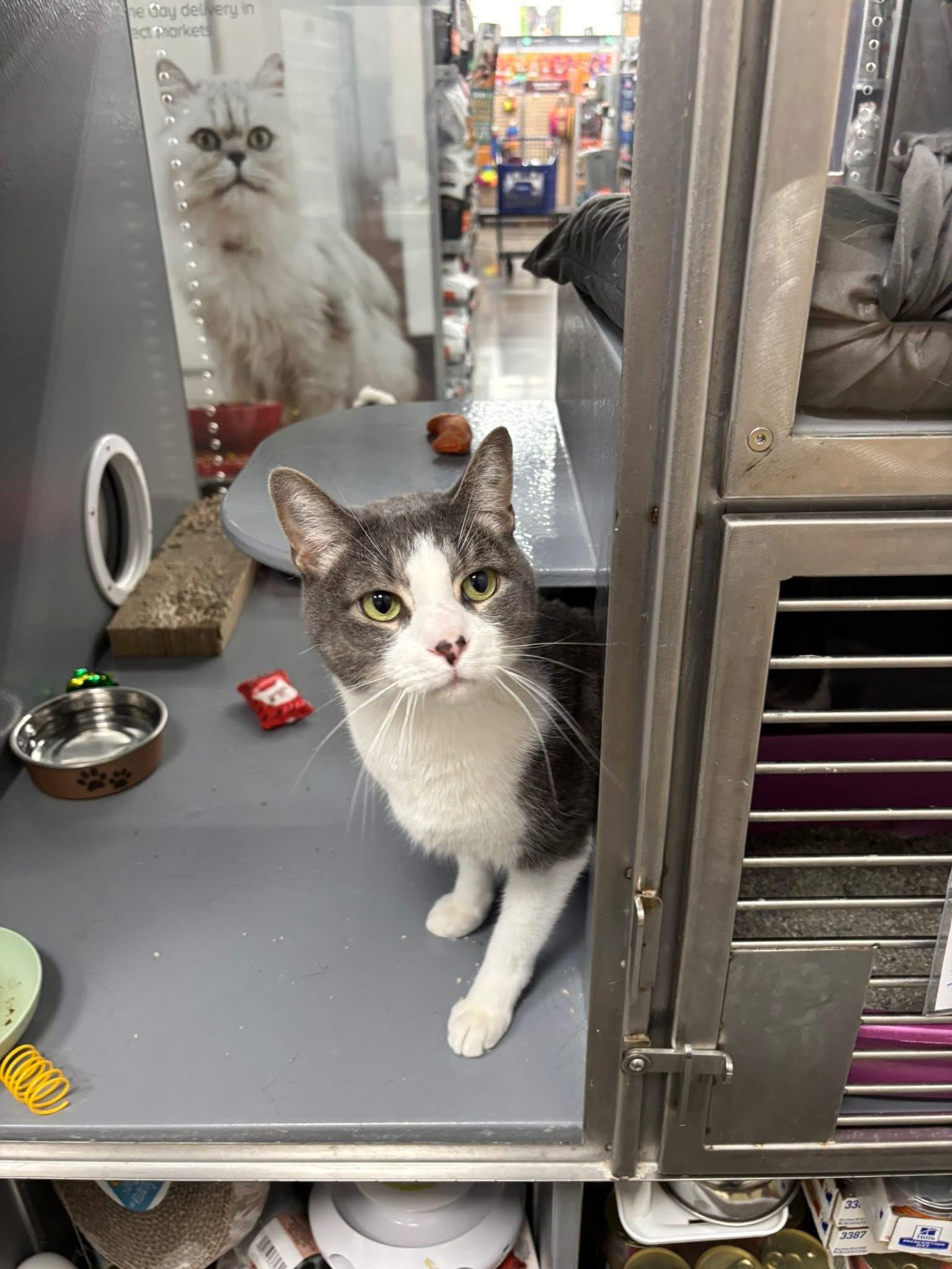 Valentino, a Adoptable Domestic Short Hair in Staten Island, NY image 6/6