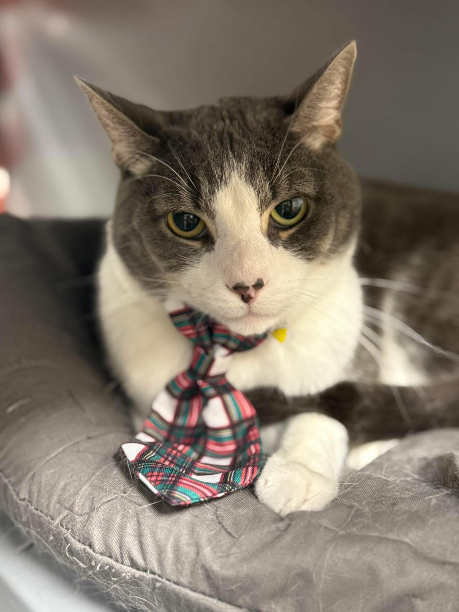 Valentino, Adoptable, Adult Male Domestic Short Hair.