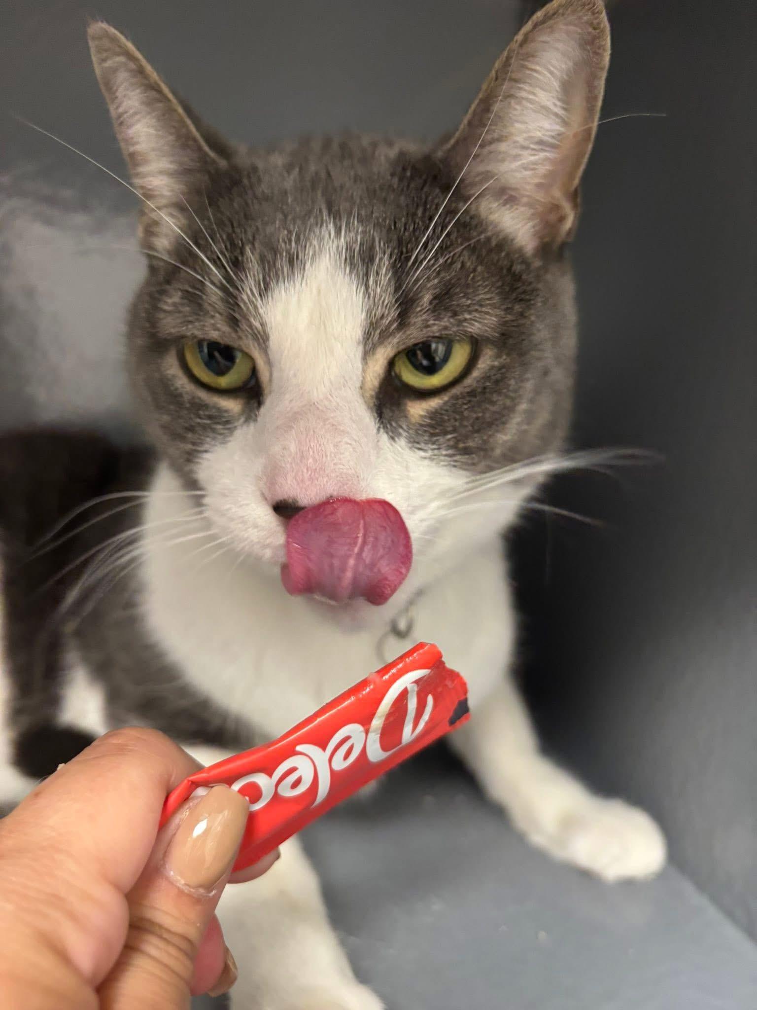 Valentino, a Adoptable Domestic Short Hair in Staten Island, NY image 4/6