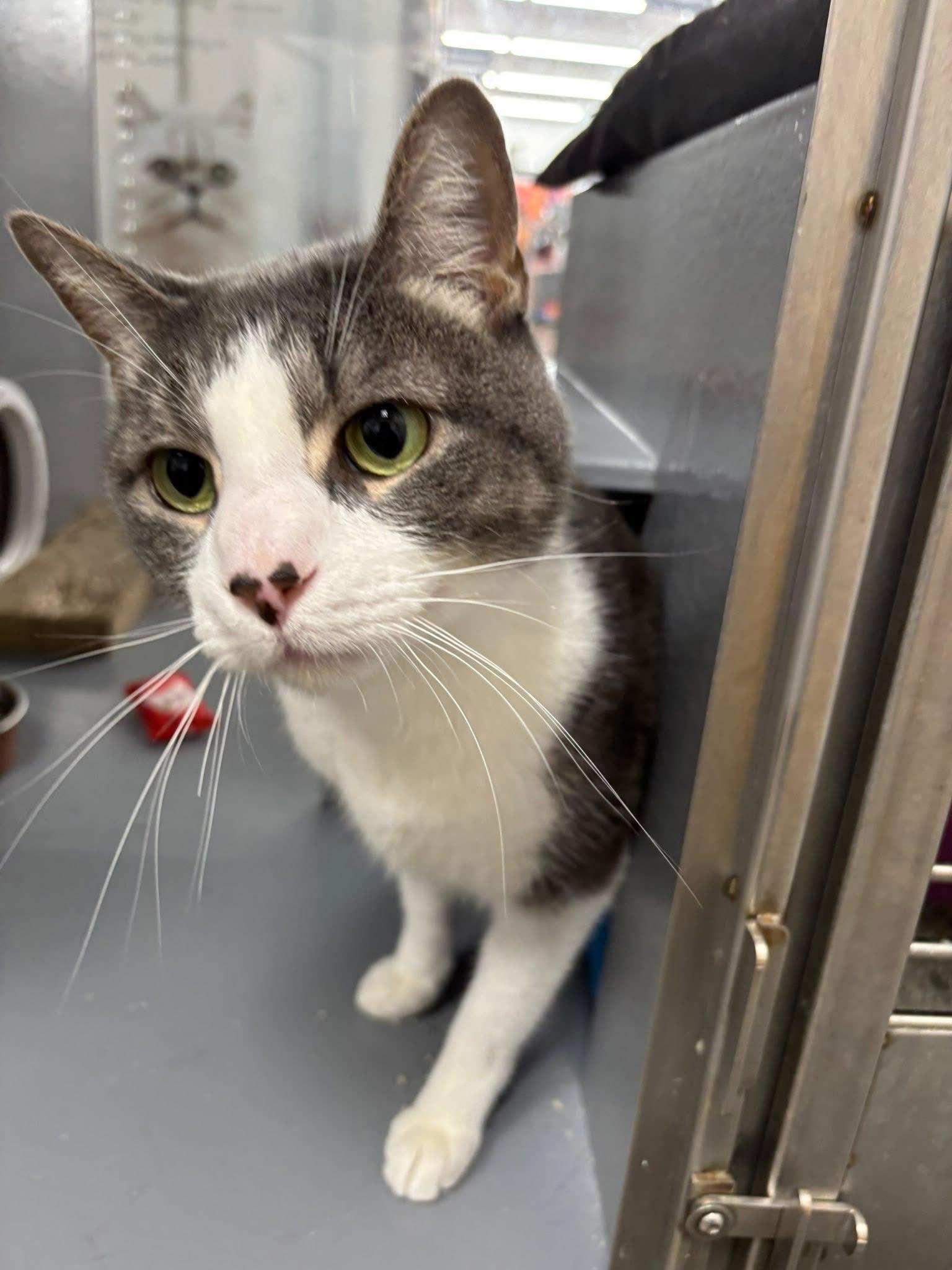 Valentino, a Adoptable Domestic Short Hair in Staten Island, NY image 1/6