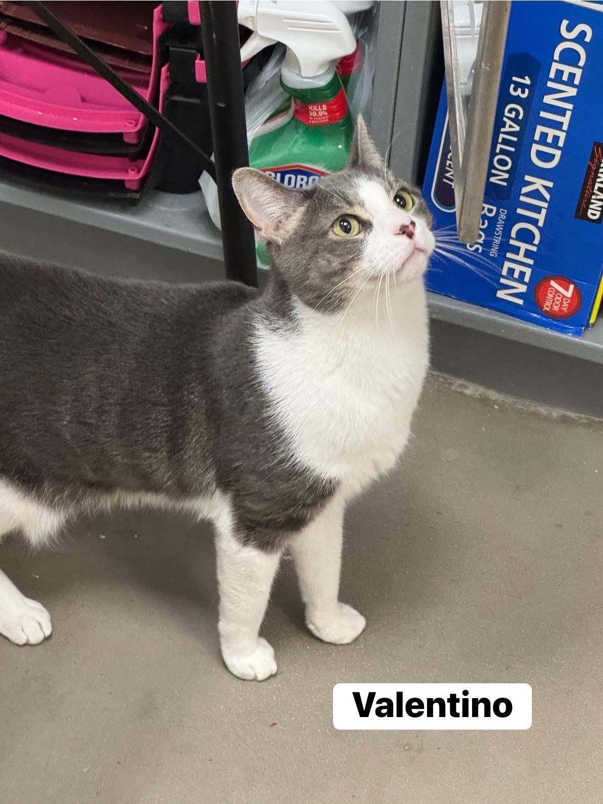 Valentino, a Adoptable Domestic Short Hair in Staten Island, NY image 2/6