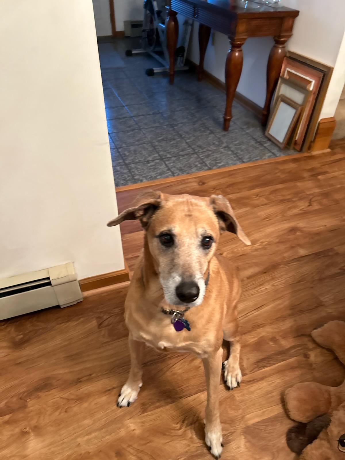 Hershey, ADOPTABLE, Senior Male Rhodesian Ridgeback.