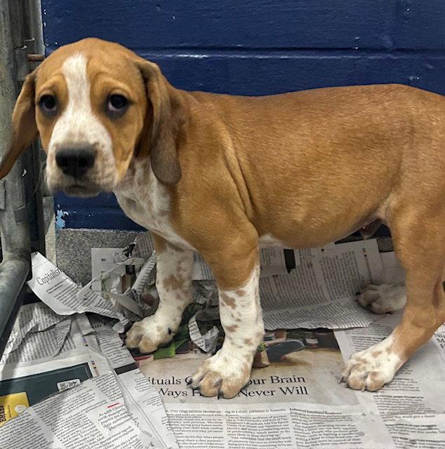 Jack 10 weeks AVAIL 4/22, Adoptable, Young Male Hound.
