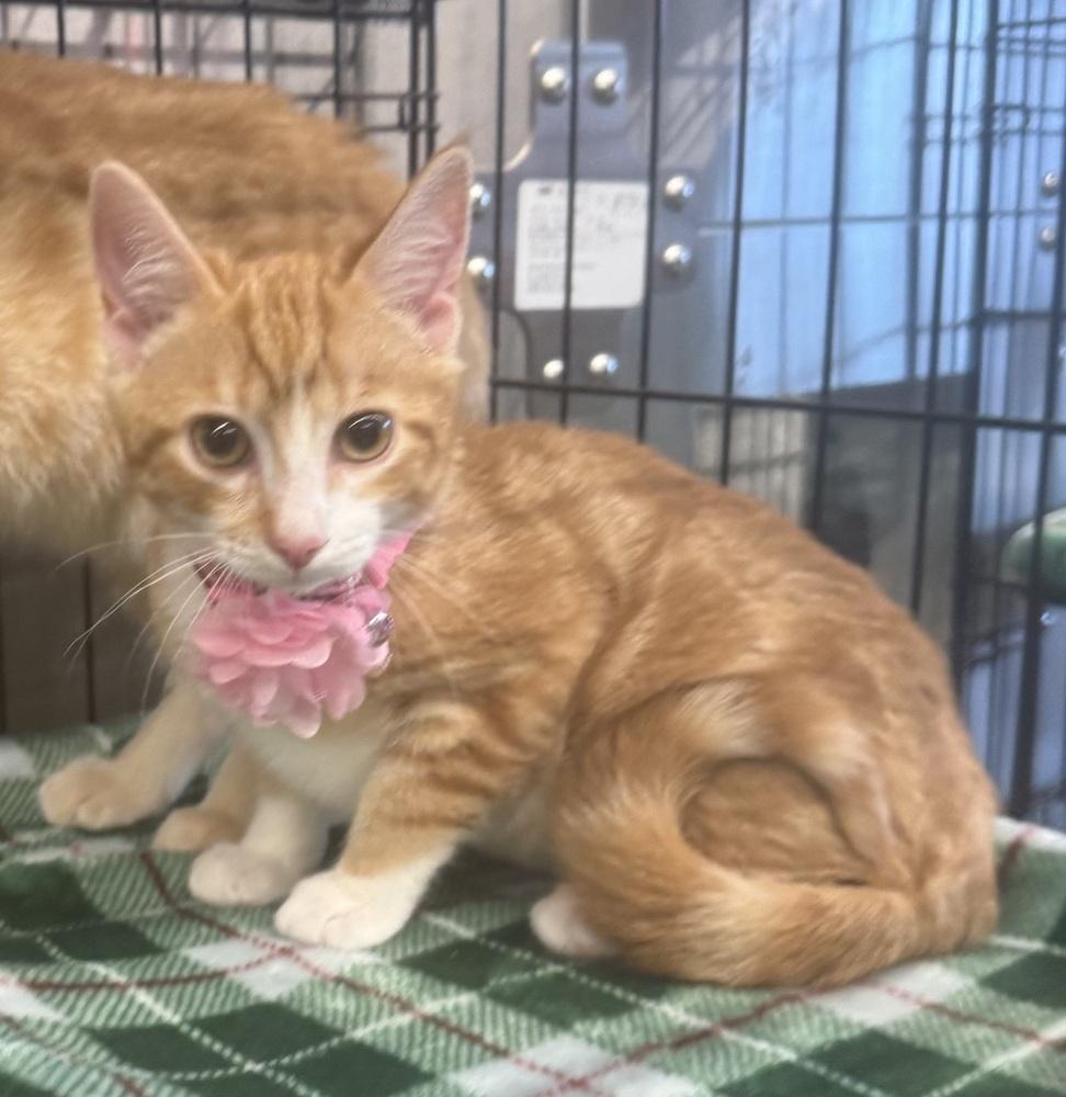 Kisses, Adoptable, Kitten Female Domestic Short Hair.