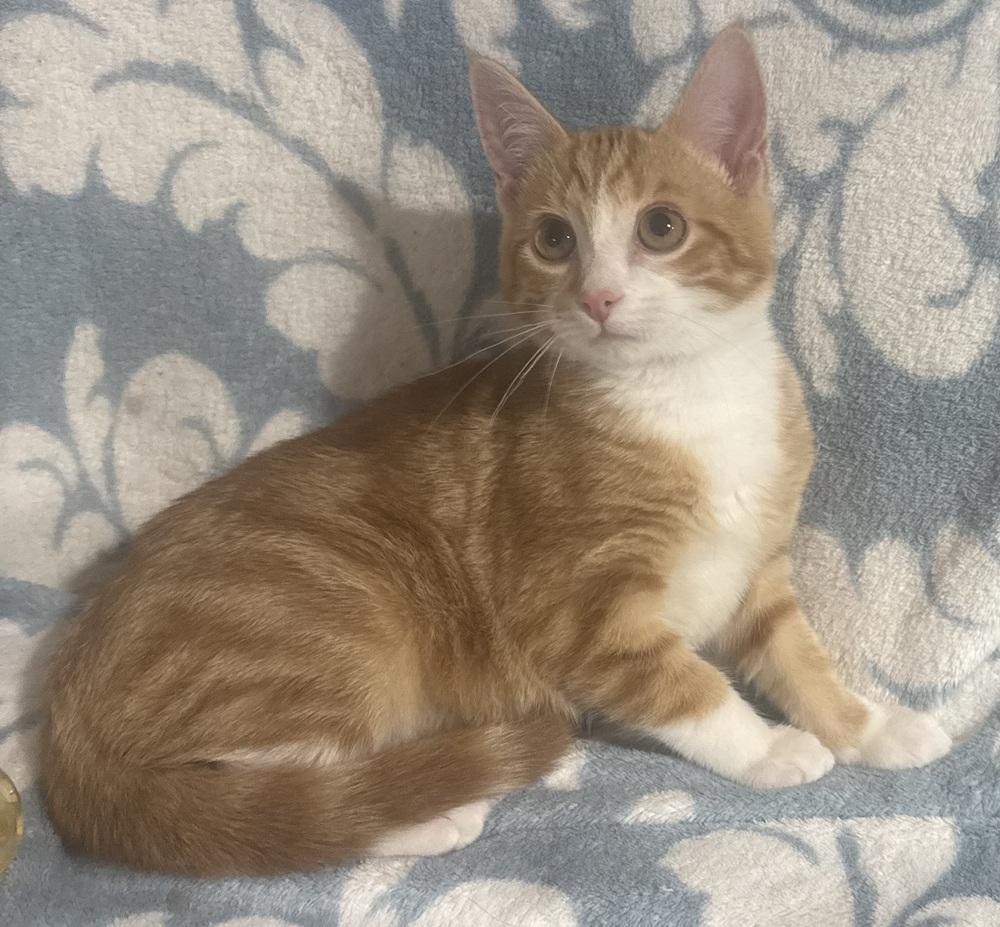 Enlarge Kisses, a Adoptable mixed breed in Jackson, GA image 2/6