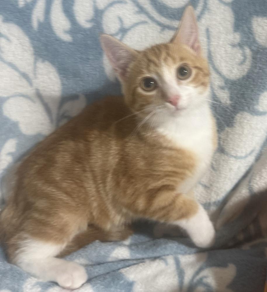 Enlarge Kisses, a Adoptable mixed breed in Jackson, GA image 3/6