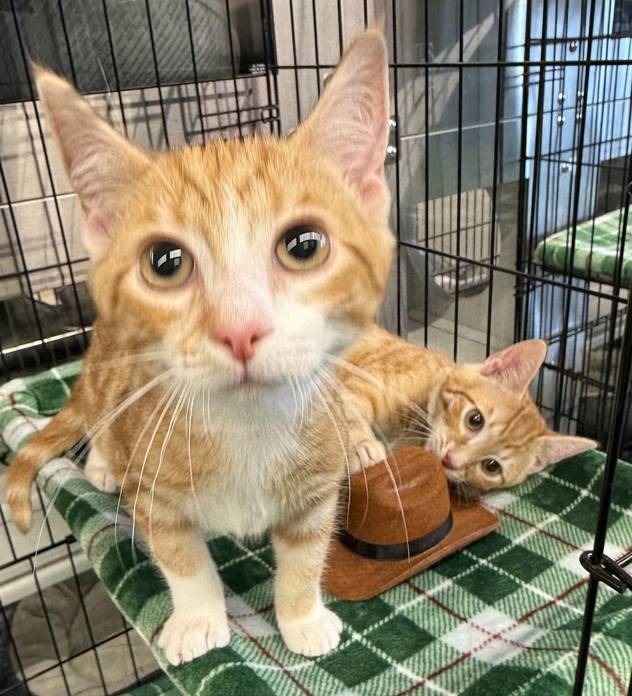 Enlarge Kisses, a Adoptable mixed breed in Jackson, GA image 4/6