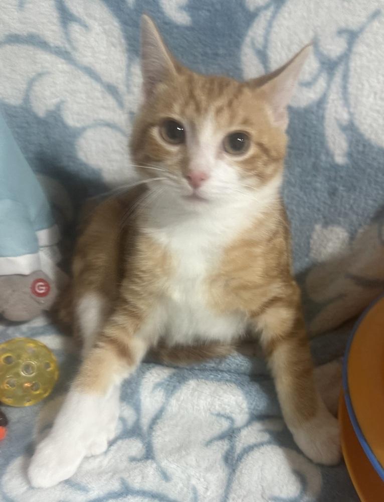 Enlarge Kisses, a Adoptable mixed breed in Jackson, GA image 5/6