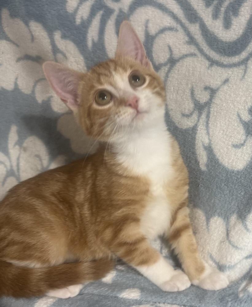 Enlarge Kisses, a Adoptable mixed breed in Jackson, GA image 6/6