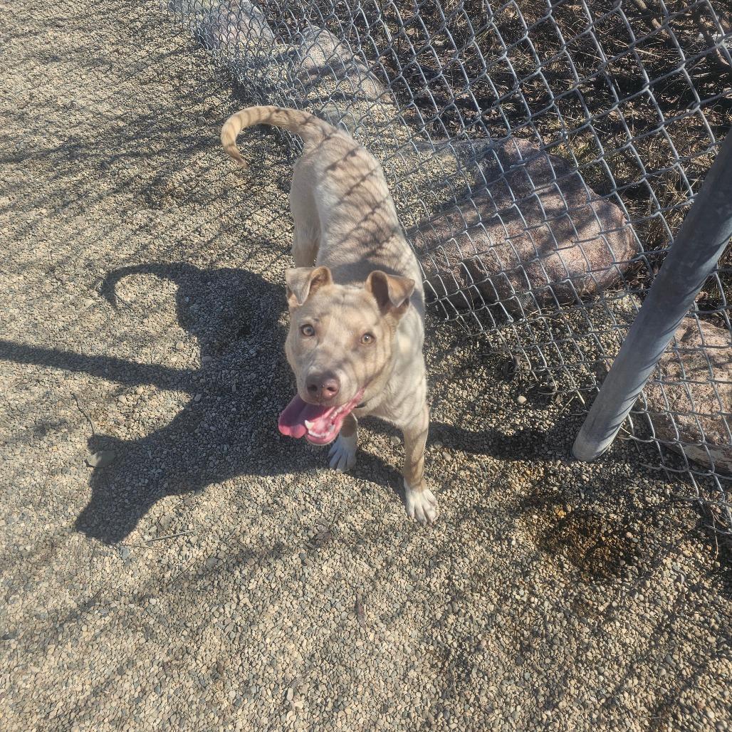 Enlarge Morty, a Adoptable Mixed Breed in Detroit Lakes, MN image 1/6
