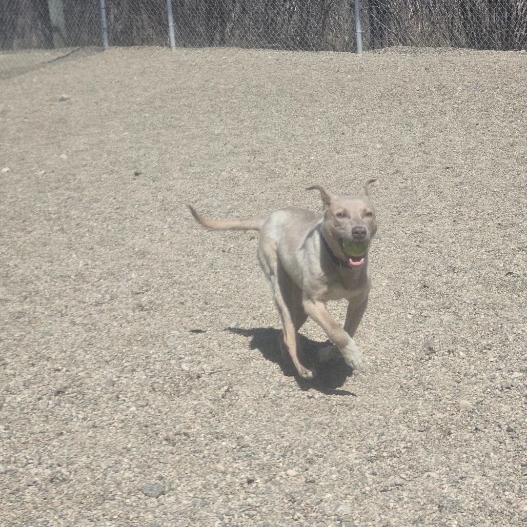 Enlarge Morty, a Adoptable Mixed Breed in Detroit Lakes, MN image 2/6