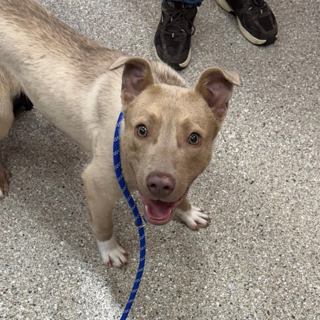 Morty, Adoptable, Young Male Mixed Breed.