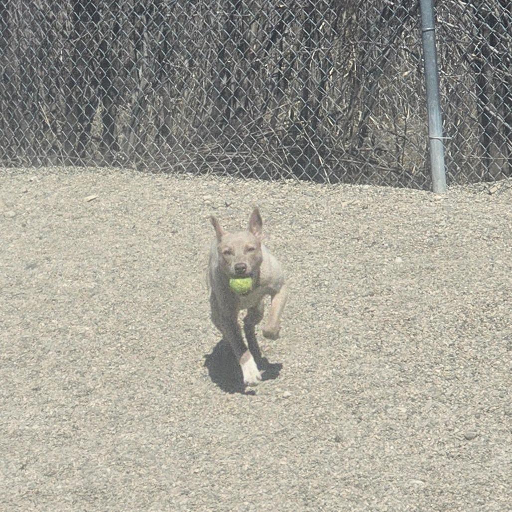 Enlarge Morty, a Adoptable Mixed Breed in Detroit Lakes, MN image 4/6