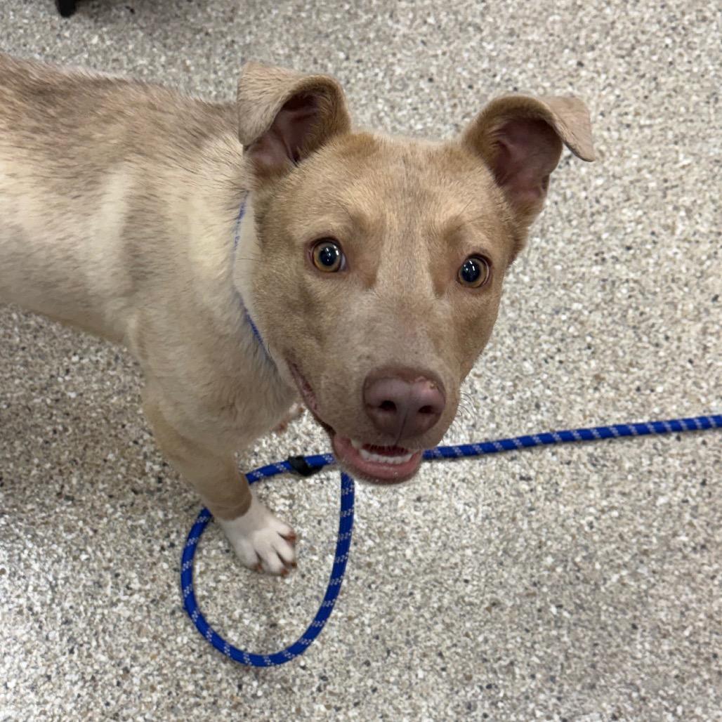 Enlarge Morty, a Adoptable Mixed Breed in Detroit Lakes, MN image 2/3