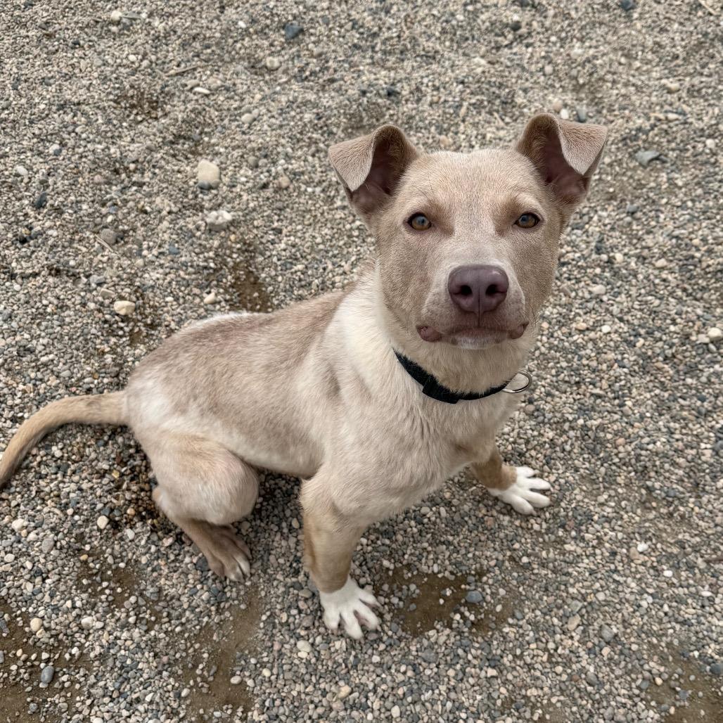 Enlarge Morty, a Adoptable Mixed Breed in Detroit Lakes, MN image 4/6