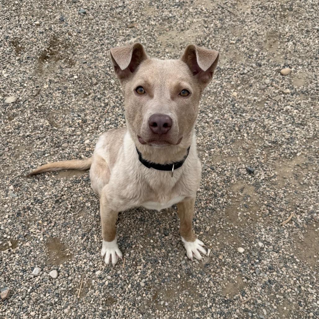 Enlarge Morty, a Adoptable Mixed Breed in Detroit Lakes, MN image 6/6