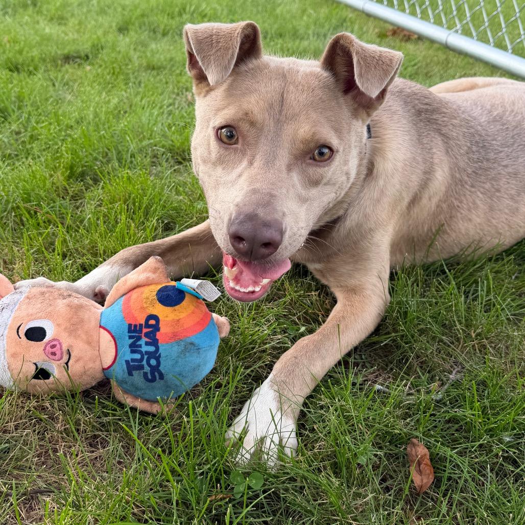 Enlarge Morty, a Adoptable Mixed Breed in Detroit Lakes, MN image 6/6