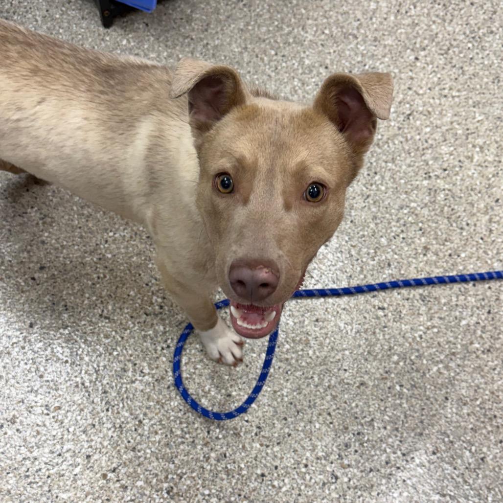 Enlarge Morty, a Adoptable Mixed Breed in Detroit Lakes, MN image 3/3