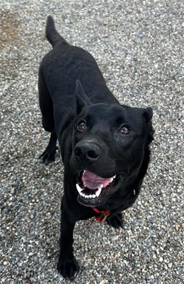 Enlarge CHEWIE, a Adoptable mixed breed in Lincolnton, NC image 1/1