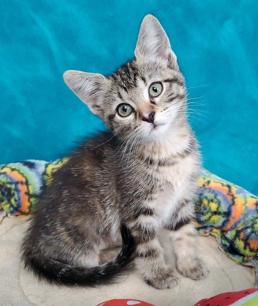 Enlarge Clover, a Adoptable Domestic Short Hair in Greenville, IL image 1/1