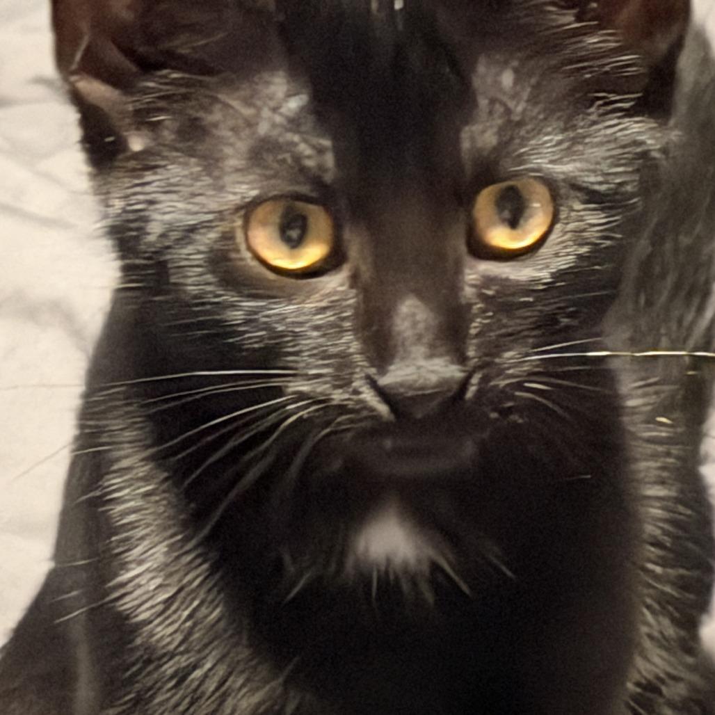 Enlarge Thea (k2026), a Adoptable Domestic Short Hair in Skokie, IL image 1/6
