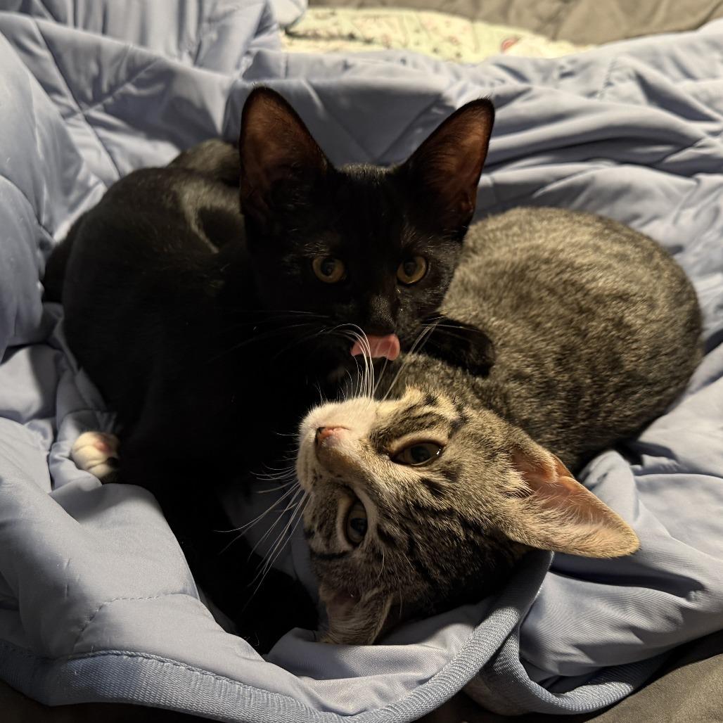 Enlarge Thea (k2026), a Adoptable Domestic Short Hair in Skokie, IL image 2/6