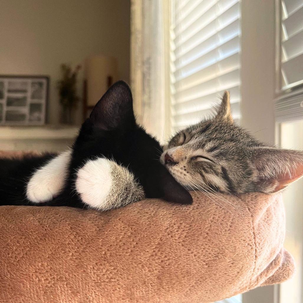Enlarge Thea (k2026), a Adoptable Domestic Short Hair in Skokie, IL image 3/6