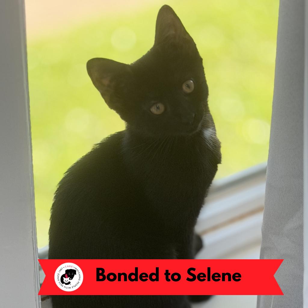 Enlarge Thea (k2026), a Adoptable Domestic Short Hair in Skokie, IL image 4/6