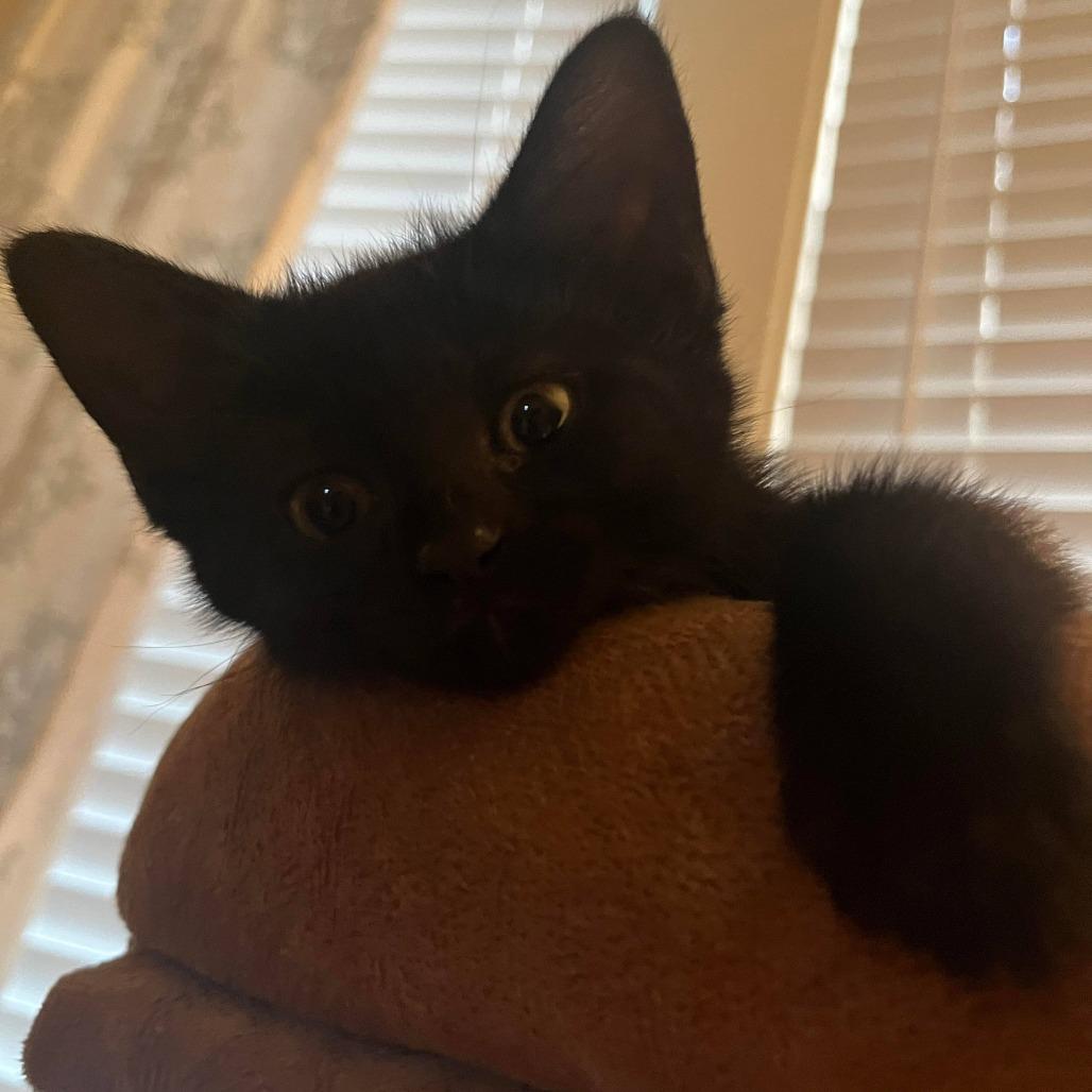 Enlarge Thea (k2026), a Adoptable Domestic Short Hair in Skokie, IL image 5/6