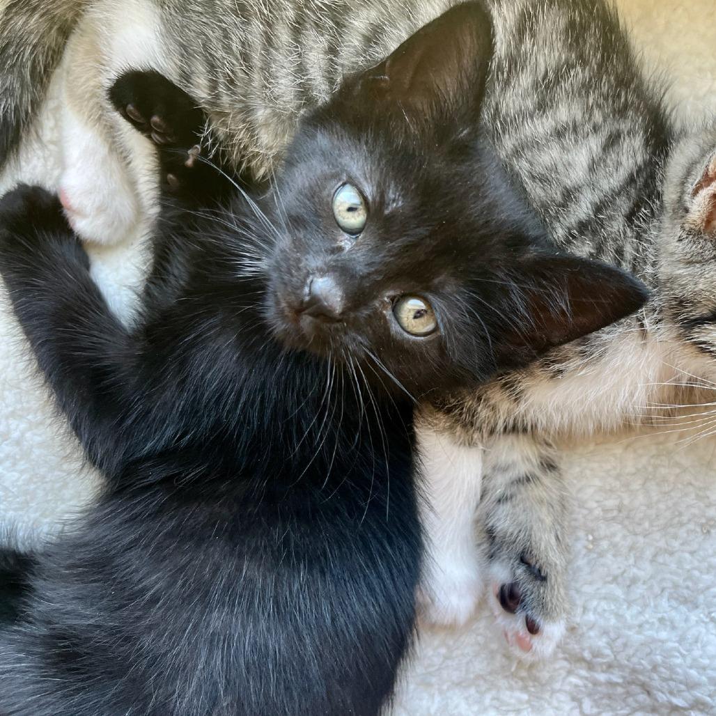 Enlarge Thea (k2026), a Adoptable Domestic Short Hair in Skokie, IL image 6/6