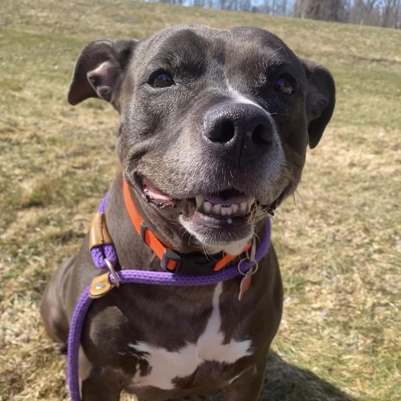 Enlarge Shakira, an adoptable mixed breed in Allegan, MI image 6/6