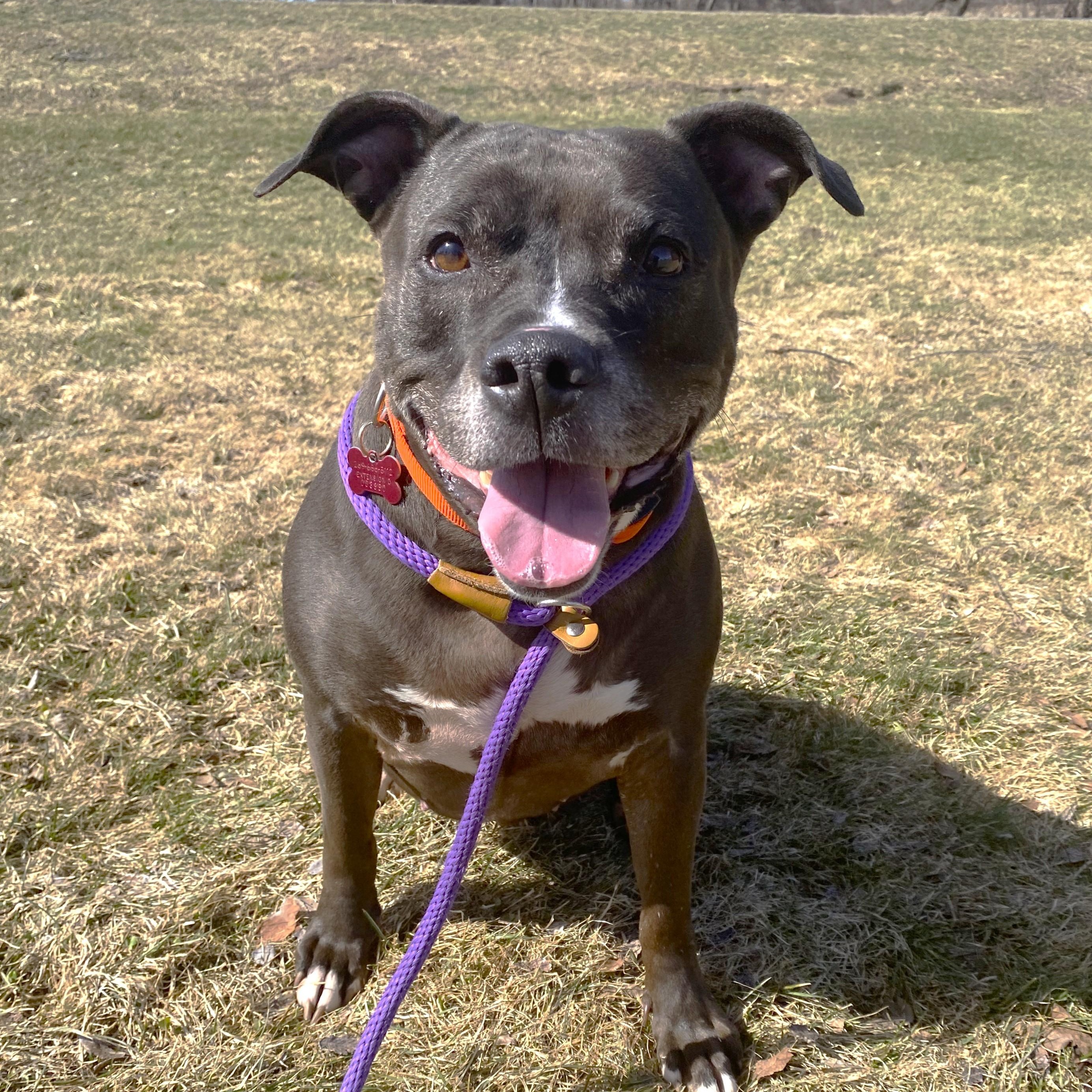 Enlarge Shakira, an adoptable mixed breed in Allegan, MI image 5/6