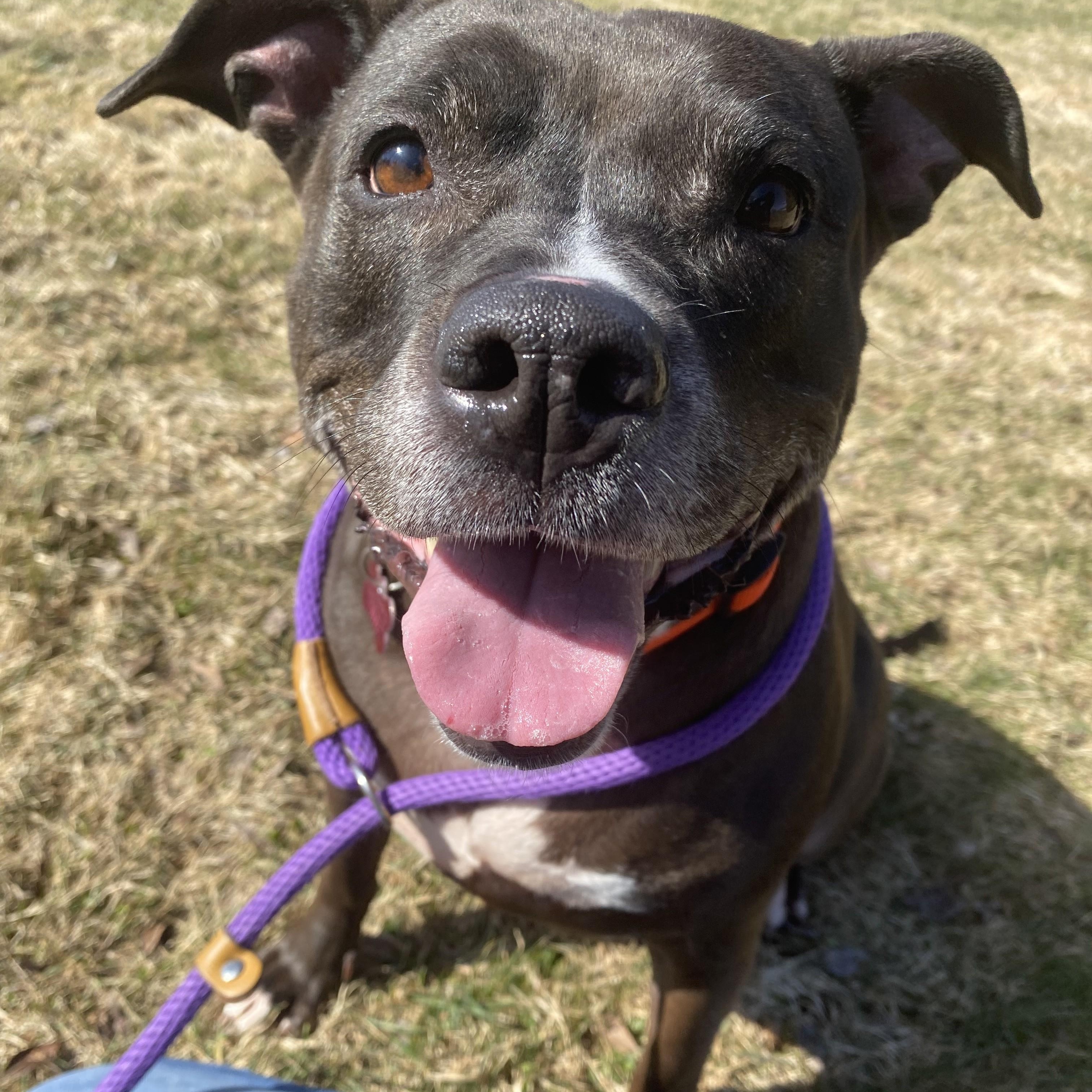 Enlarge Shakira, an adoptable mixed breed in Allegan, MI image 1/6