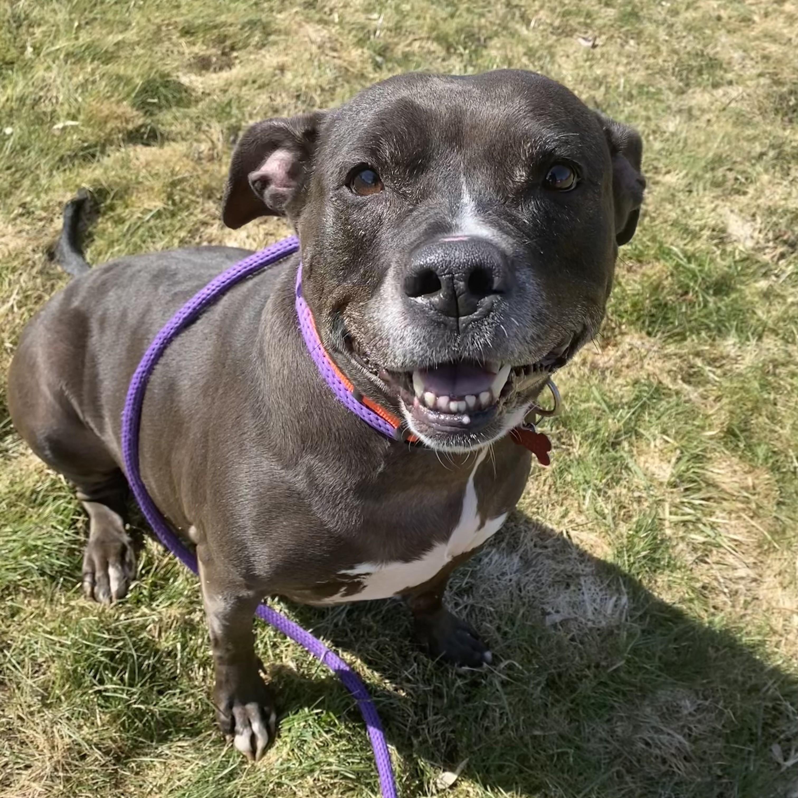 Enlarge Shakira, an adoptable mixed breed in Allegan, MI image 2/6