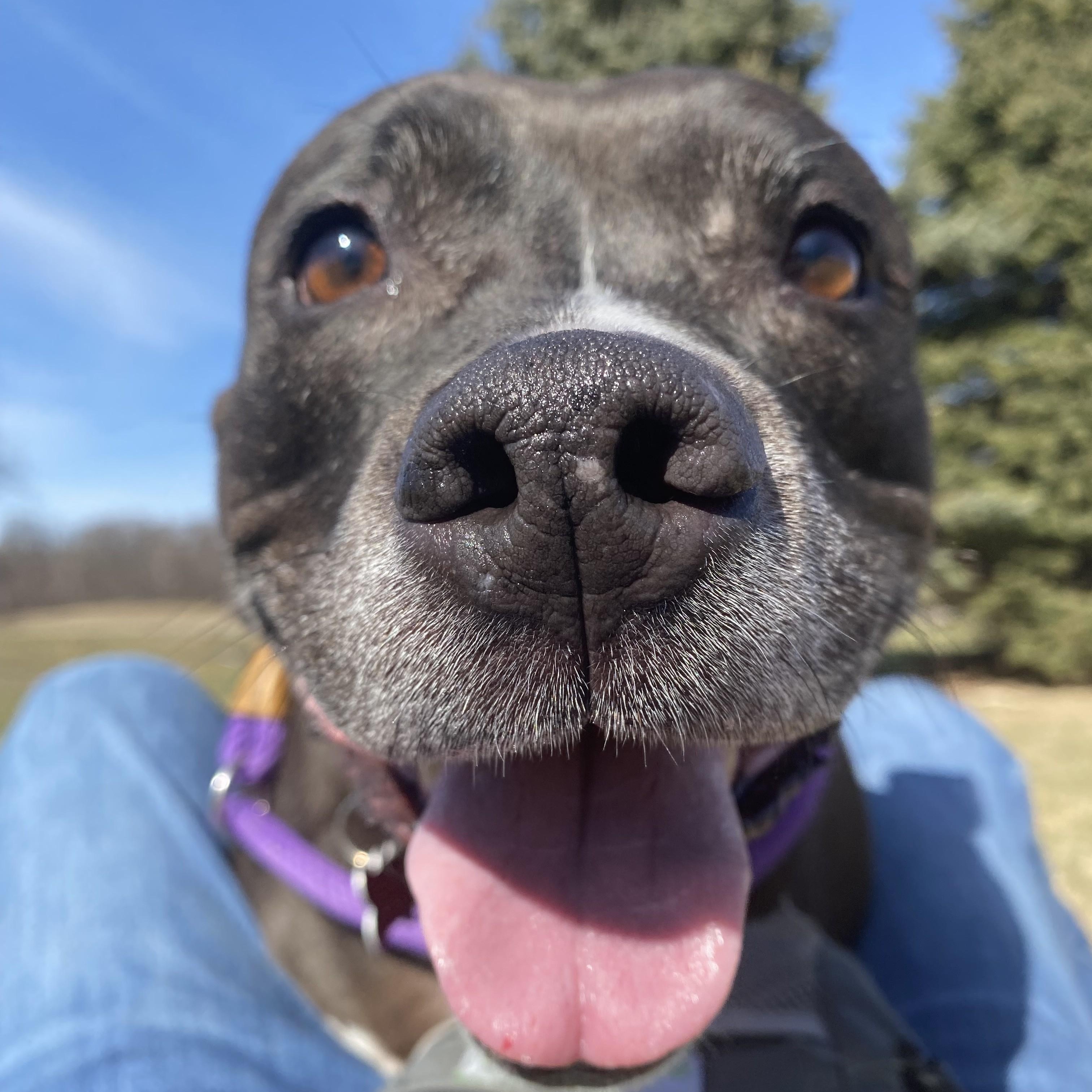 Enlarge Shakira, an adoptable mixed breed in Allegan, MI image 3/6