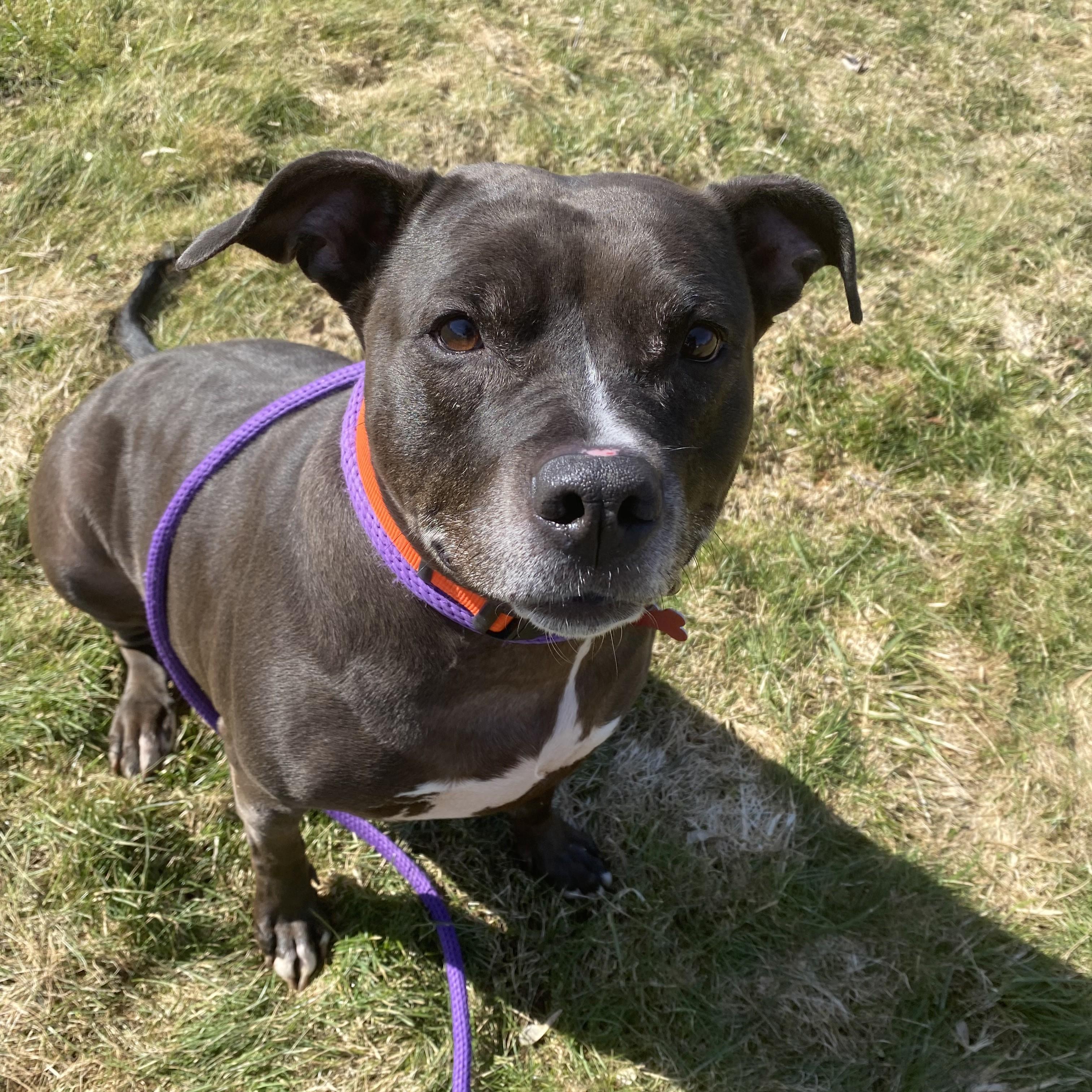 Enlarge Shakira, an adoptable mixed breed in Allegan, MI image 4/6