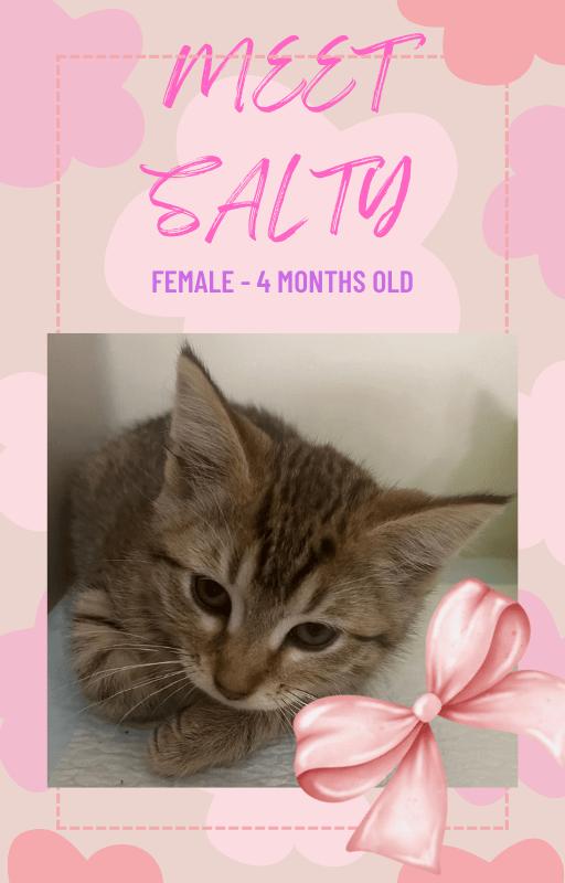 Enlarge Salty, a Adoptable Domestic Short Hair in Webster City, IA image 1/1