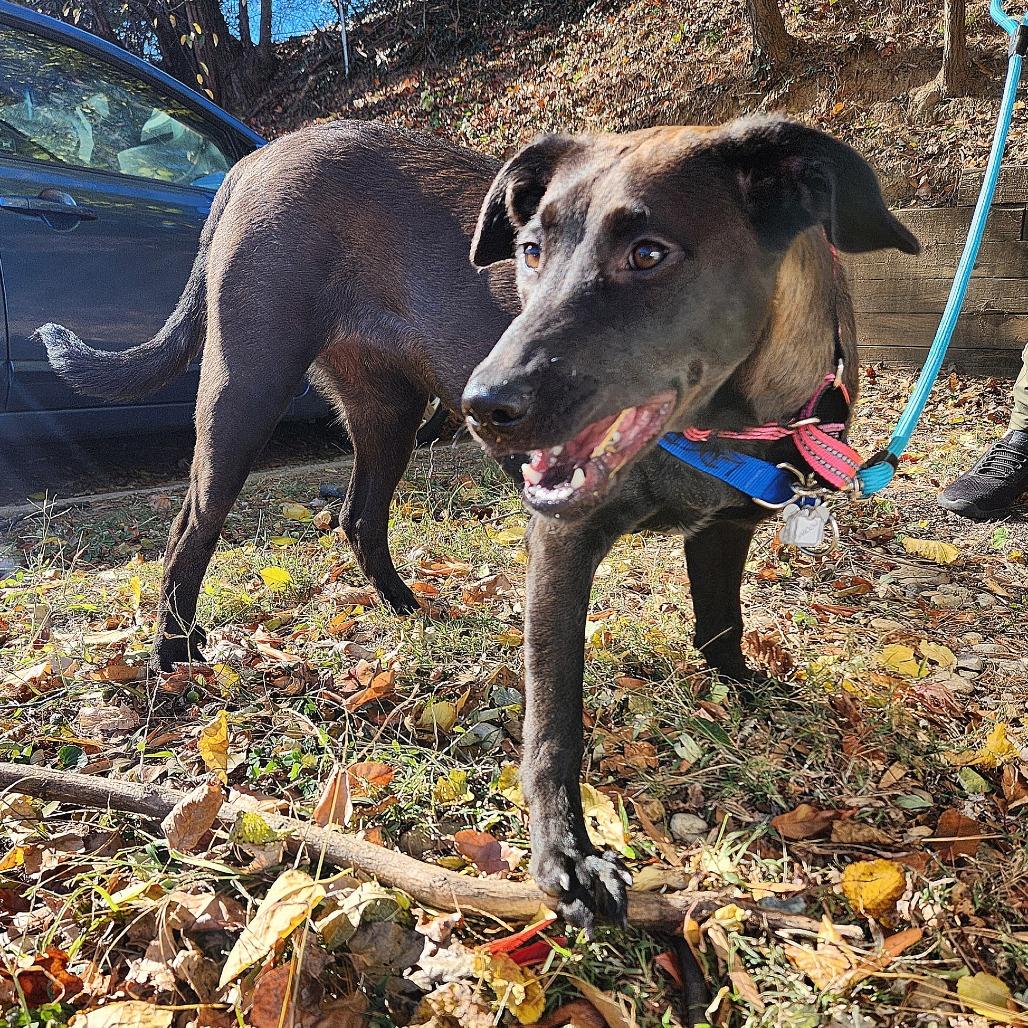 Shadow FKA The Adams Family Pups: October, Adoptable, Young Female Black Labrador Retriever.