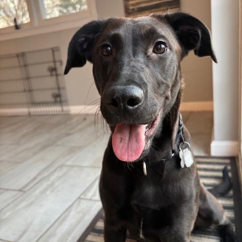 Shadow FKA The Adams Family Pups: October, a Adoptable mixed breed in Falls Church, VA image 2/6