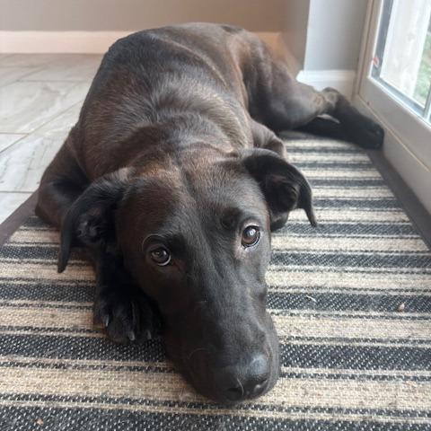 Shadow FKA The Adams Family Pups: October, a Adoptable mixed breed in Falls Church, VA image 3/6